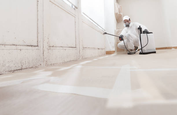 Black mold remediation team in Osterburg